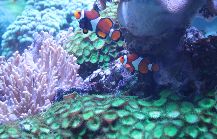 BEAP-MAR showcases new advances in Blue Bioeconomy