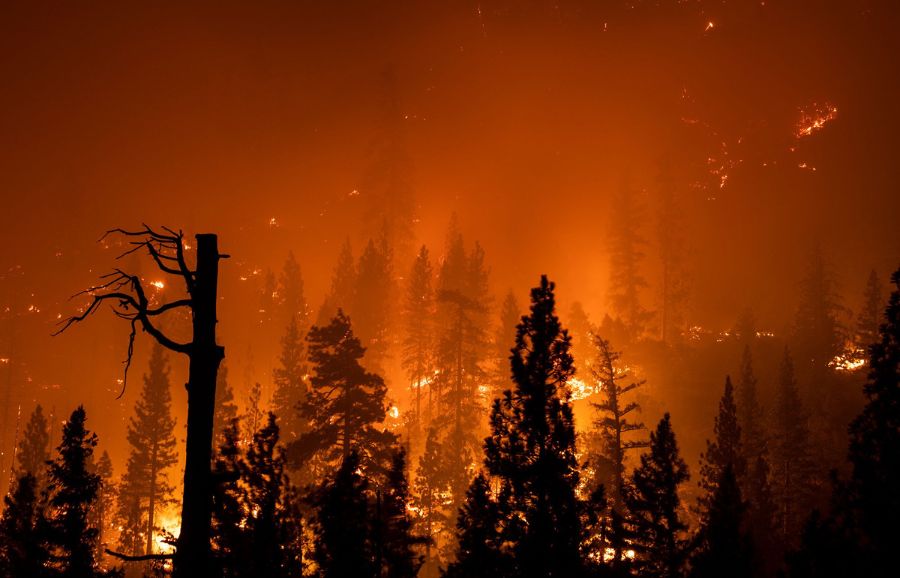 Fire in the forest