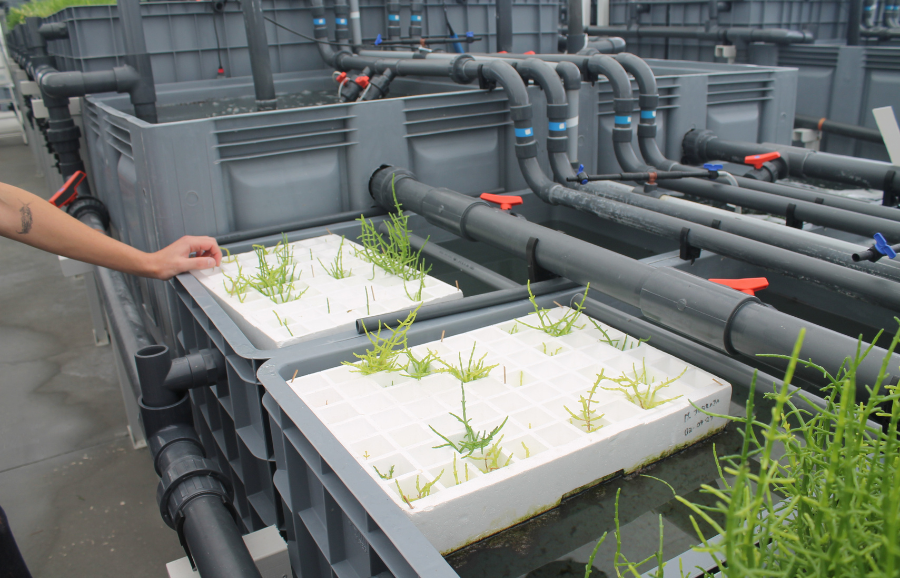 Algae as an exceptional catalyst for sustainable transformation