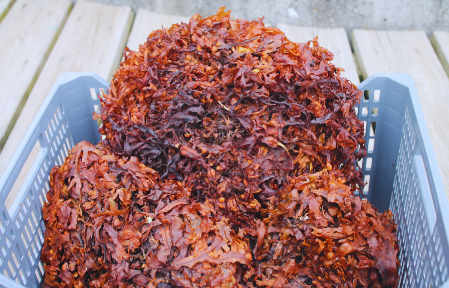 Health messaging key to promoting Atlantic Marine foods