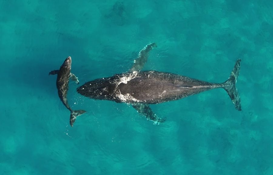 Whales