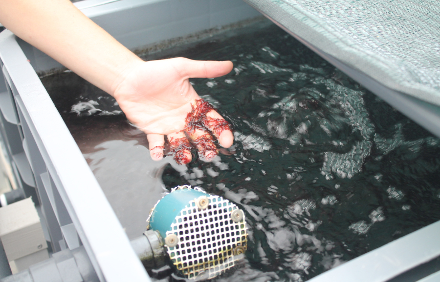 Sustainability for the European Algae Industry