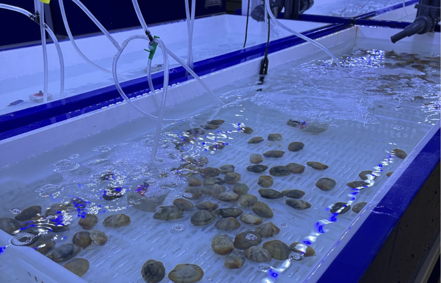 First scientific field campaign in São Jorge Lagoon Ecosystem