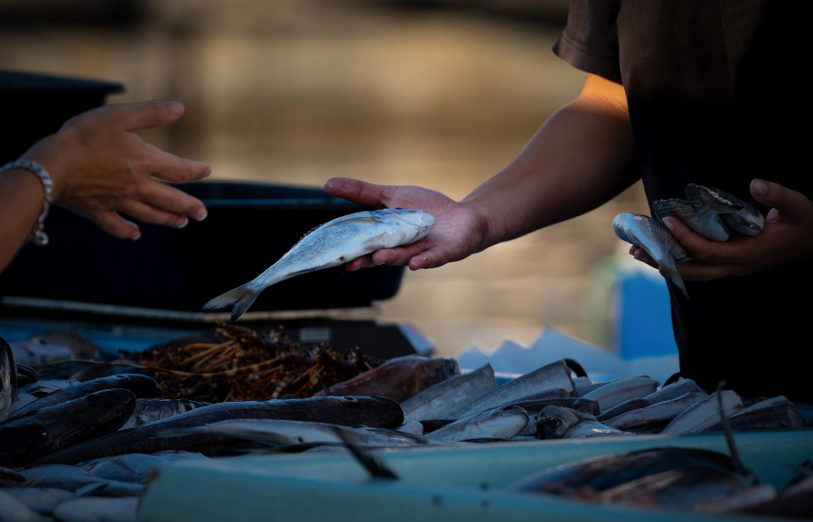 Marine By-Products in the Atlantic Region: Market Trends