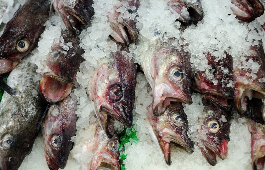 Fresh fish