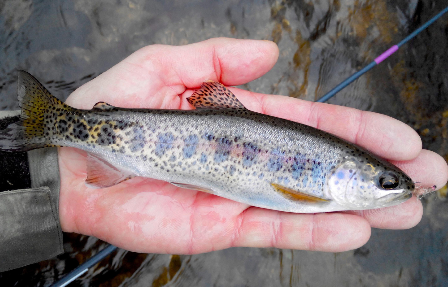Rainbow trout