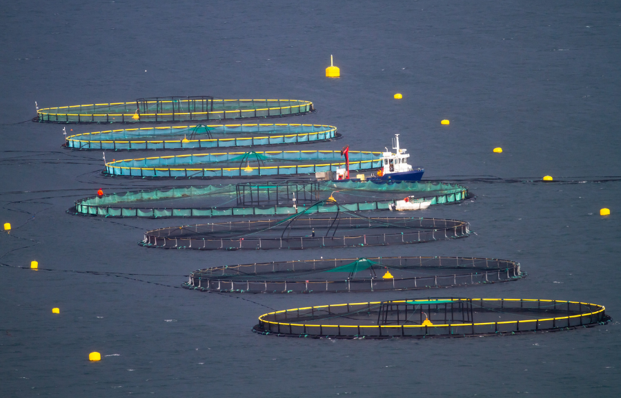 Digital Tools for Smarter and More Resilient Aquaculture