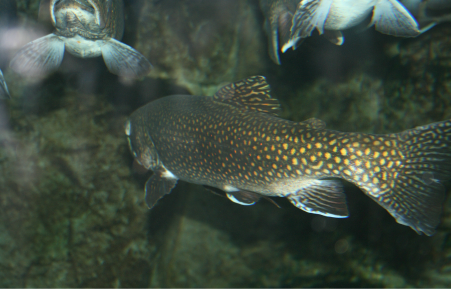 From Data to Action: a Platform for better aquaculture management