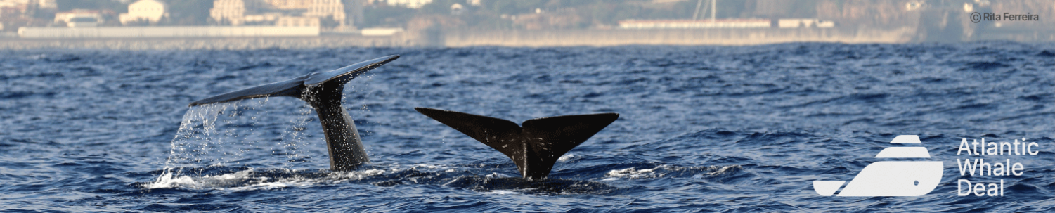 Atlantic Whale Deal Image